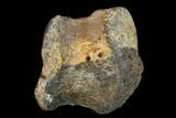 Ceratopsian Dinosaur Phalange - Alberta (Disposition #-) #134455-2